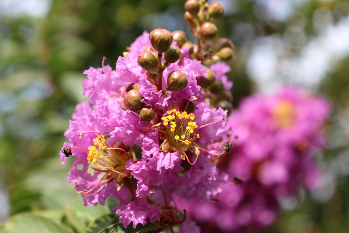 Lagerstroemia indica L.